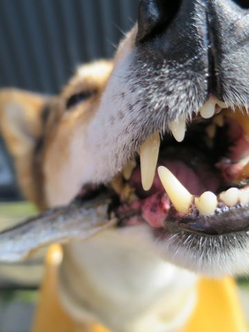 ミックス犬トリミング都内柴犬ミックス抜け毛時期柴犬ミックスシャンプー文京区フントヒュッテ駒込犬歯垢歯石におい口臭歯周病犬の歯磨きデンタルケア効果画像東京hundehutte_27.jpg