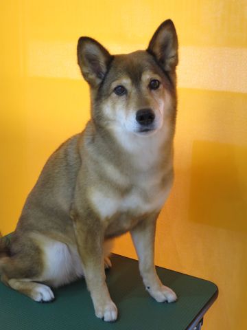 ミックス犬トリミング都内柴犬ミックス抜け毛時期柴犬ミックスシャンプー文京区フントヒュッテ駒込犬歯垢歯石におい口臭歯周病犬の歯磨きデンタルケア効果画像東京hundehutte_28.jpg