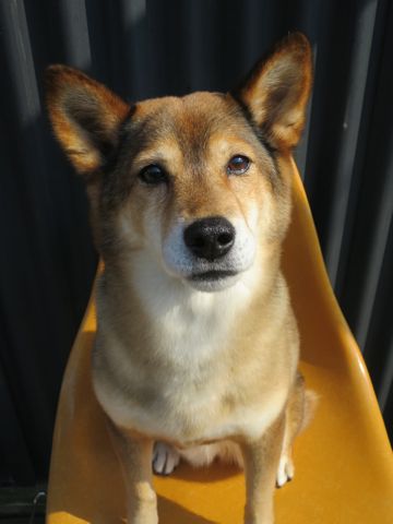ミックス犬トリミング都内柴犬ミックス抜け毛時期柴犬ミックスシャンプー文京区フントヒュッテ駒込犬歯垢歯石におい口臭歯周病犬の歯磨きデンタルケア効果画像東京hundehutte_29.jpg
