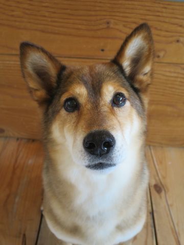 ミックス犬トリミング都内柴犬ミックス抜け毛時期柴犬ミックスシャンプー文京区フントヒュッテ駒込犬歯垢歯石におい口臭歯周病犬の歯磨きデンタルケア効果画像東京hundehutte_30.jpg