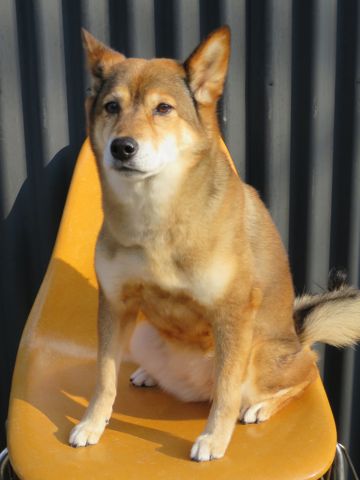 ミックス犬トリミング都内柴犬ミックス抜け毛時期柴犬ミックスシャンプー文京区フントヒュッテ駒込犬歯垢歯石におい口臭歯周病犬の歯磨きデンタルケア効果画像東京hundehutte_31.jpg