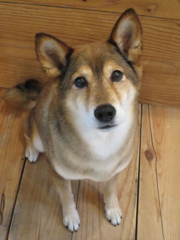 ミックス犬トリミング都内柴犬ミックス抜け毛時期柴犬ミックスシャンプー文京区フントヒュッテ駒込犬歯垢歯石におい口臭歯周病犬の歯磨きデンタルケア効果画像東京hundehutte_32.jpg