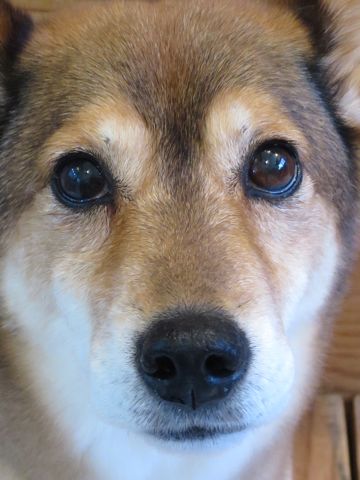 ミックス犬トリミング都内柴犬ミックス抜け毛時期柴犬ミックスシャンプー文京区フントヒュッテ駒込犬歯垢歯石におい口臭歯周病犬の歯磨きデンタルケア効果画像東京hundehutte_33.jpg