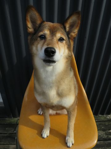 ミックス犬トリミング都内柴犬ミックス抜け毛時期柴犬ミックスシャンプー文京区フントヒュッテ駒込犬歯垢歯石におい口臭歯周病犬の歯磨きデンタルケア効果画像東京hundehutte_34.jpg