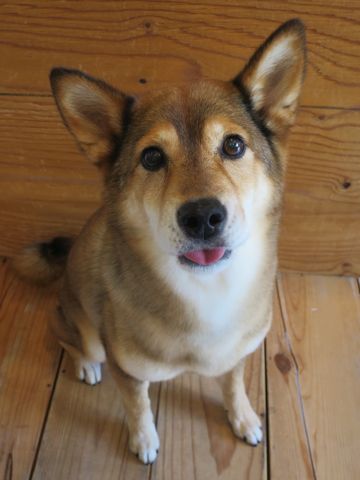 ミックス犬トリミング都内柴犬ミックス抜け毛時期柴犬ミックスシャンプー文京区フントヒュッテ駒込犬歯垢歯石におい口臭歯周病犬の歯磨きデンタルケア効果画像東京hundehutte_35.jpg
