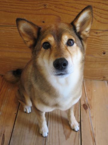 ミックス犬トリミング都内柴犬ミックス抜け毛時期柴犬ミックスシャンプー文京区フントヒュッテ駒込犬歯垢歯石におい口臭歯周病犬の歯磨きデンタルケア効果画像東京hundehutte_36.jpg