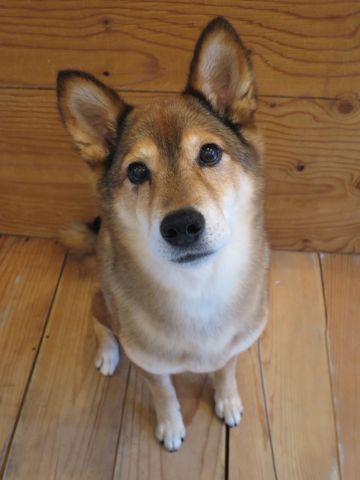 ミックス犬トリミング都内柴犬ミックス抜け毛時期柴犬ミックスシャンプー文京区フントヒュッテ駒込犬歯垢歯石におい口臭歯周病犬の歯磨きデンタルケア効果画像東京hundehutte_37.jpg