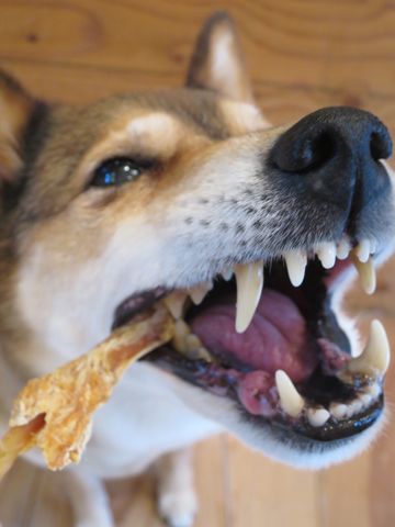 ミックス犬トリミング都内柴犬ミックス抜け毛時期柴犬ミックスシャンプー文京区フントヒュッテ駒込犬歯垢歯石におい口臭歯周病犬の歯磨きデンタルケア効果画像東京hundehutte_38.jpg