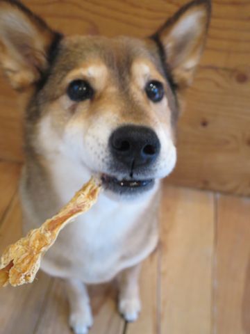 ミックス犬トリミング都内柴犬ミックス抜け毛時期柴犬ミックスシャンプー文京区フントヒュッテ駒込犬歯垢歯石におい口臭歯周病犬の歯磨きデンタルケア効果画像東京hundehutte_39.jpg