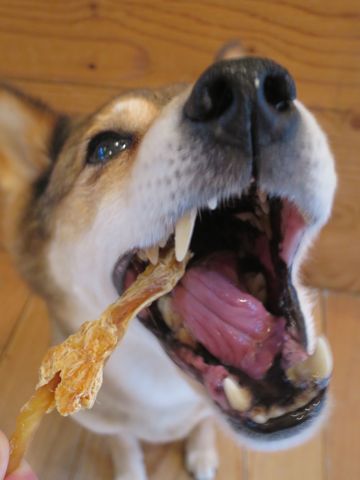 ミックス犬トリミング都内柴犬ミックス抜け毛時期柴犬ミックスシャンプー文京区フントヒュッテ駒込犬歯垢歯石におい口臭歯周病犬の歯磨きデンタルケア効果画像東京hundehutte_40.jpg