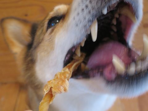 ミックス犬トリミング都内柴犬ミックス抜け毛時期柴犬ミックスシャンプー文京区フントヒュッテ駒込犬歯垢歯石におい口臭歯周病犬の歯磨きデンタルケア効果画像東京hundehutte_41.jpg