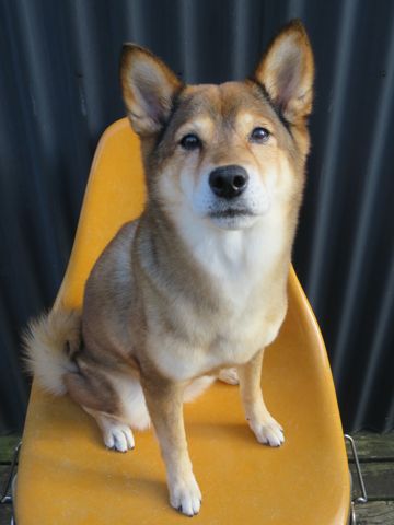 ミックス犬トリミング都内柴犬ミックス抜け毛時期柴犬ミックスシャンプー文京区フントヒュッテ駒込犬歯垢歯石におい口臭歯周病犬の歯磨きデンタルケア効果画像東京hundehutte_42.jpg