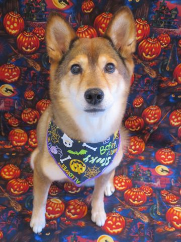 ミックス犬トリミング都内柴犬ミックス抜け毛時期柴犬ミックスシャンプー文京区フントヒュッテ駒込犬歯垢歯石におい口臭歯周病犬の歯磨きデンタルケア効果画像東京hundehutte_43.jpg