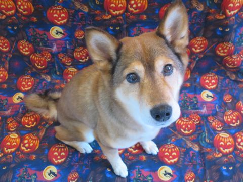 ミックス犬トリミング都内柴犬ミックス抜け毛時期柴犬ミックスシャンプー文京区フントヒュッテ駒込犬歯垢歯石におい口臭歯周病犬の歯磨きデンタルケア効果画像東京hundehutte_44.jpg