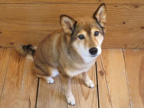 ミックス犬トリミング都内柴犬ミックス抜け毛時期柴犬ミックスシャンプー文京区フントヒュッテ駒込犬歯垢歯石におい口臭歯周病犬の歯磨きデンタルケア効果画像東京hundehutte_45.jpg