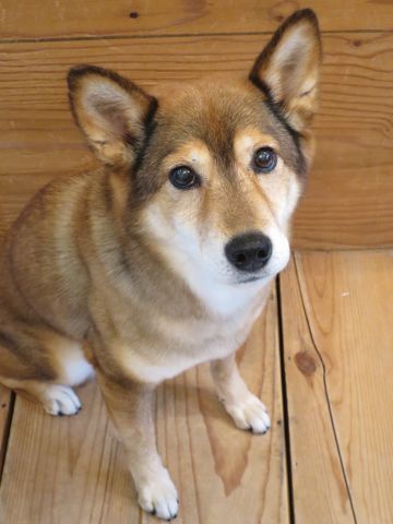 ミックス犬トリミング都内柴犬ミックス抜け毛時期柴犬ミックスシャンプー文京区フントヒュッテ駒込犬歯垢歯石におい口臭歯周病犬の歯磨きデンタルケア効果画像東京hundehutte_46.jpg