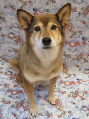 ミックス犬トリミング都内柴犬ミックス抜け毛時期柴犬ミックスシャンプー文京区フントヒュッテ駒込犬歯垢歯石におい口臭歯周病犬の歯磨きデンタルケア効果画像東京hundehutte_47.jpg
