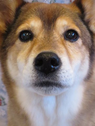 ミックス犬トリミング都内柴犬ミックス抜け毛時期柴犬ミックスシャンプー文京区フントヒュッテ駒込犬歯垢歯石におい口臭歯周病犬の歯磨きデンタルケア効果画像東京hundehutte_48.jpg