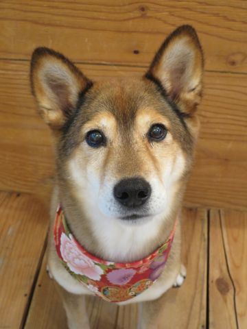ミックス犬トリミング都内柴犬ミックス抜け毛時期柴犬ミックスシャンプー文京区フントヒュッテ駒込犬歯垢歯石におい口臭歯周病犬の歯磨きデンタルケア効果画像東京hundehutte_50.jpg