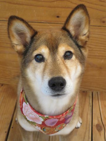 ミックス犬トリミング都内柴犬ミックス抜け毛時期柴犬ミックスシャンプー文京区フントヒュッテ駒込犬歯垢歯石におい口臭歯周病犬の歯磨きデンタルケア効果画像東京hundehutte_51.jpg