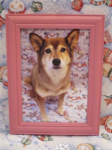 ミックス犬トリミング都内柴犬ミックス抜け毛時期柴犬ミックスシャンプー文京区フントヒュッテ駒込犬歯垢歯石におい口臭歯周病犬の歯磨きデンタルケア効果画像東京hundehutte_52.jpg