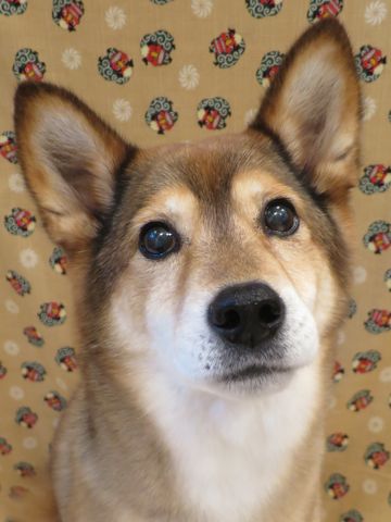 ミックス犬トリミング都内柴犬ミックス抜け毛時期柴犬ミックスシャンプー文京区フントヒュッテ駒込犬歯垢歯石におい口臭歯周病犬の歯磨きデンタルケア効果画像東京hundehutte_54.jpg