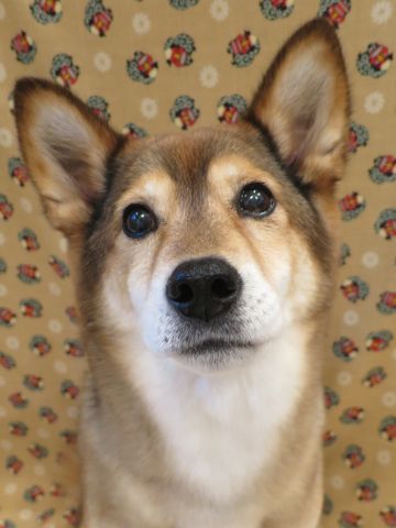 ミックス犬トリミング都内柴犬ミックス抜け毛時期柴犬ミックスシャンプー文京区フントヒュッテ駒込犬歯垢歯石におい口臭歯周病犬の歯磨きデンタルケア効果画像東京hundehutte_55.jpg