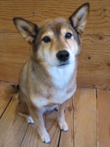 ミックス犬トリミング都内柴犬ミックス抜け毛時期柴犬ミックスシャンプー文京区フントヒュッテ駒込犬歯垢歯石におい口臭歯周病犬の歯磨きデンタルケア効果画像東京hundehutte_56.jpg