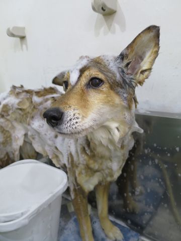 ミックス犬トリミング都内柴犬ミックス抜け毛時期柴犬ミックスシャンプー文京区フントヒュッテ駒込犬歯垢歯石におい口臭歯周病犬の歯磨きデンタルケア効果画像東京hundehutte_57.jpg