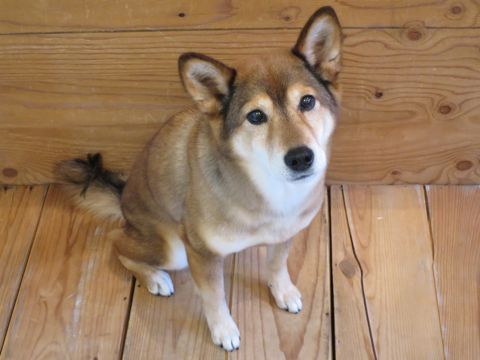 ミックス犬トリミング都内柴犬ミックス抜け毛時期柴犬ミックスシャンプー文京区フントヒュッテ駒込犬歯垢歯石におい口臭歯周病犬の歯磨きデンタルケア効果画像東京hundehutte_58.jpg