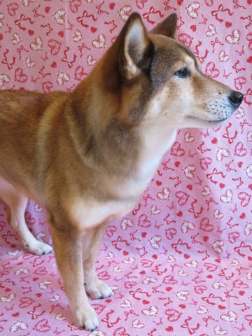 ミックス犬トリミング都内柴犬ミックス抜け毛時期柴犬ミックスシャンプー文京区フントヒュッテ駒込犬歯垢歯石におい口臭歯周病犬の歯磨きデンタルケア効果画像東京hundehutte_59.jpg