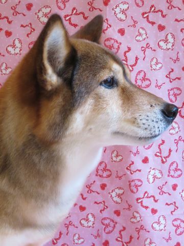 ミックス犬トリミング都内柴犬ミックス抜け毛時期柴犬ミックスシャンプー文京区フントヒュッテ駒込犬歯垢歯石におい口臭歯周病犬の歯磨きデンタルケア効果画像東京hundehutte_60.jpg