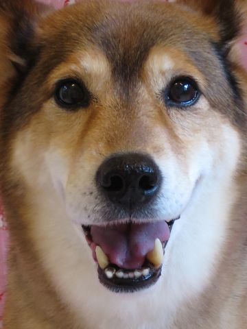 ミックス犬トリミング都内柴犬ミックス抜け毛時期柴犬ミックスシャンプー文京区フントヒュッテ駒込犬歯垢歯石におい口臭歯周病犬の歯磨きデンタルケア効果画像東京hundehutte_61.jpg