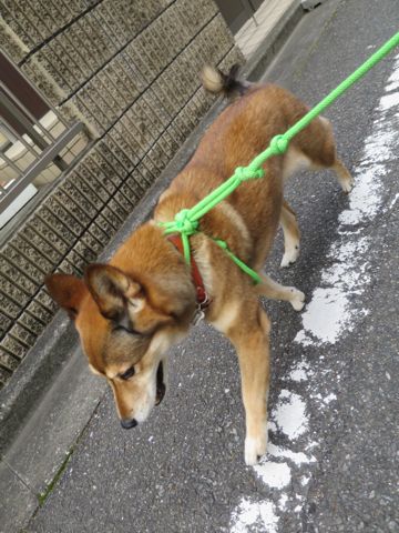 ミックス犬トリミング都内柴犬ミックス抜け毛時期柴犬ミックスシャンプー文京区フントヒュッテ駒込犬歯垢歯石におい口臭歯周病犬の歯磨きデンタルケア効果画像東京hundehutte_63.jpg