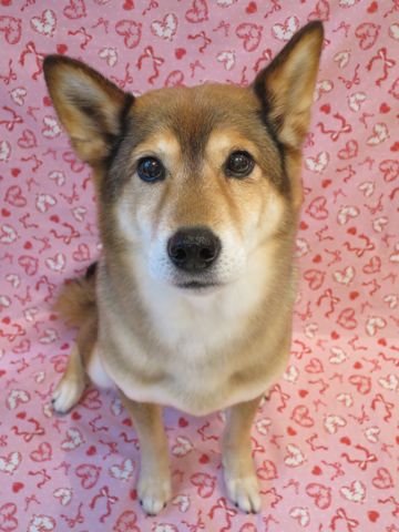 ミックス犬トリミング都内柴犬ミックス抜け毛時期柴犬ミックスシャンプー文京区フントヒュッテ駒込犬歯垢歯石におい口臭歯周病犬の歯磨きデンタルケア効果画像東京hundehutte_68.jpg