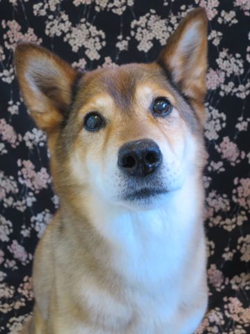 ミックス犬トリミング都内柴犬ミックス抜け毛時期柴犬ミックスシャンプー文京区フントヒュッテ駒込犬歯垢歯石におい口臭歯周病犬の歯磨きデンタルケア効果画像東京hundehutte_70.jpg
