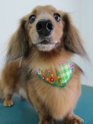 ダックスフント・ミニチュアトリミング文京区フントヒュッテ駒込hundehutte東京ダックストリミングサロン都内ゼオライトデンタルケア画像歯垢歯石除去犬歯磨き_1.jpg