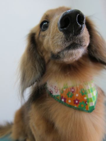 ダックスフント・ミニチュアトリミング文京区フントヒュッテ駒込hundehutte東京ダックストリミングサロン都内ゼオライトデンタルケア画像歯垢歯石除去犬歯磨き_2.jpg