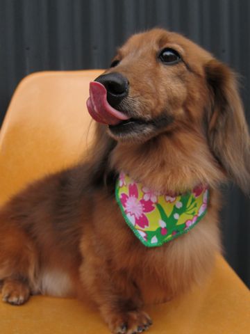 ダックスフント・ミニチュアトリミング文京区フントヒュッテ駒込hundehutte東京ダックストリミングサロン都内ゼオライトデンタルケア画像歯垢歯石除去犬歯磨き_3.jpg