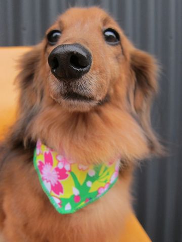 ダックスフント・ミニチュアトリミング文京区フントヒュッテ駒込hundehutte東京ダックストリミングサロン都内ゼオライトデンタルケア画像歯垢歯石除去犬歯磨き_4.jpg