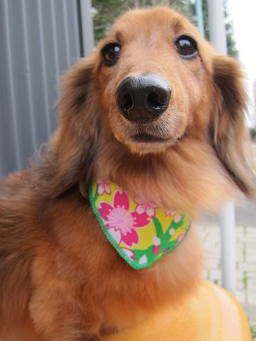 ダックスフント・ミニチュアトリミング文京区フントヒュッテ駒込hundehutte東京ダックストリミングサロン都内ゼオライトデンタルケア画像歯垢歯石除去犬歯磨き_5.jpg