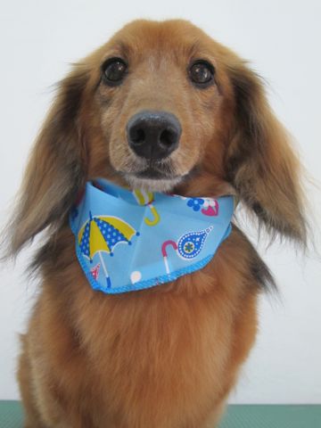 ダックスフント・ミニチュアトリミング文京区フントヒュッテ駒込hundehutte東京ダックストリミングサロン都内ゼオライトデンタルケア画像歯垢歯石除去犬歯磨き_6.jpg