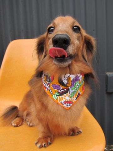 ダックスフント・ミニチュアトリミング文京区フントヒュッテ駒込hundehutte東京ダックストリミングサロン都内ゼオライトデンタルケア画像歯垢歯石除去犬歯磨き_7.jpg