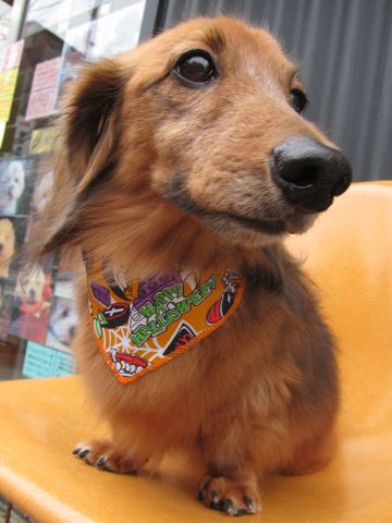 ダックスフント・ミニチュアトリミング文京区フントヒュッテ駒込hundehutte東京ダックストリミングサロン都内ゼオライトデンタルケア画像歯垢歯石除去犬歯磨き_8.jpg