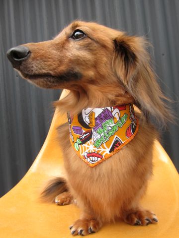 ダックスフント・ミニチュアトリミング文京区フントヒュッテ駒込hundehutte東京ダックストリミングサロン都内ゼオライトデンタルケア画像歯垢歯石除去犬歯磨き_9.jpg