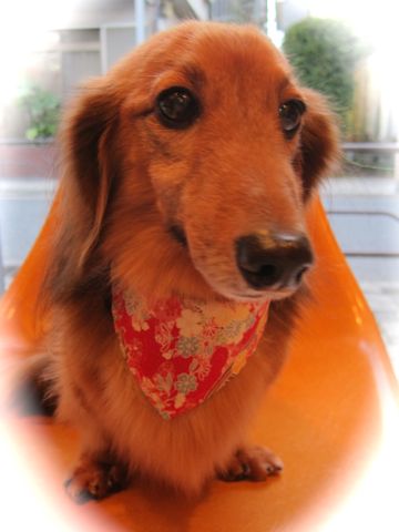 ダックスフント・ミニチュアトリミング文京区フントヒュッテ駒込hundehutte東京ダックストリミングサロン都内ゼオライトデンタルケア画像歯垢歯石除去犬歯磨き_11.jpg