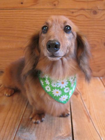 ダックスフント・ミニチュアトリミング文京区フントヒュッテ駒込hundehutte東京ダックストリミングサロン都内ゼオライトデンタルケア画像歯垢歯石除去犬歯磨き_12.jpg