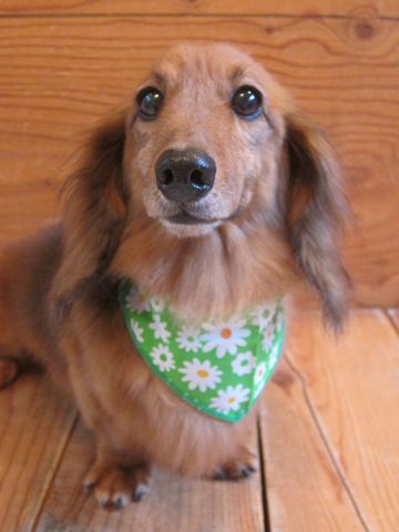 ダックスフント・ミニチュアトリミング文京区フントヒュッテ駒込hundehutte東京ダックストリミングサロン都内ゼオライトデンタルケア画像歯垢歯石除去犬歯磨き_13.jpg