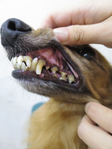 ダックスフント・ミニチュアトリミング文京区フントヒュッテ駒込hundehutte東京ダックストリミングサロン都内ゼオライトデンタルケア画像歯垢歯石除去犬歯磨き_14.jpg