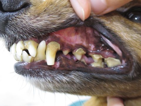 ダックスフント・ミニチュアトリミング文京区フントヒュッテ駒込hundehutte東京ダックストリミングサロン都内ゼオライトデンタルケア画像歯垢歯石除去犬歯磨き_15.jpg